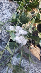 Ageratina occidentalis