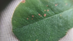 Lespedeza hirta