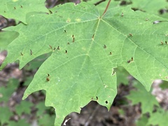 Vasates aceriscrumena