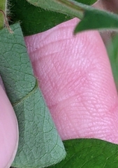 Lespedeza hirta