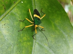 Paryphes