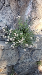 Ageratina occidentalis