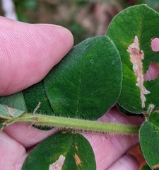 Lespedeza hirta