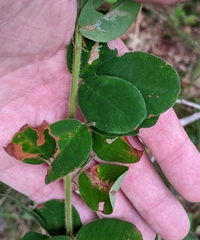 Lespedeza hirta