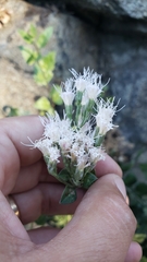 Ageratina occidentalis