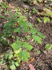 Aquilegia canadensis