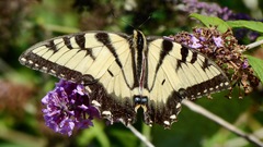 Papilio