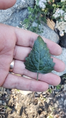 Ageratina occidentalis