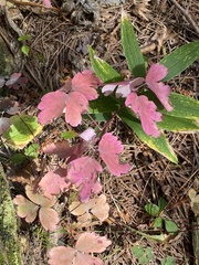 Aquilegia canadensis