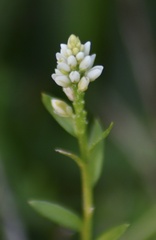 Polygala australis