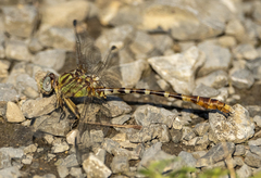 Erpetogomphus designatus