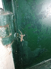 Tarentola mauritanica