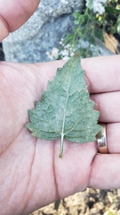 Ageratina occidentalis