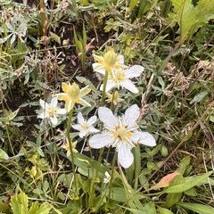 Parnassia fimbriata