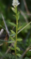 Polygala australis