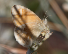 Coenonympha california
