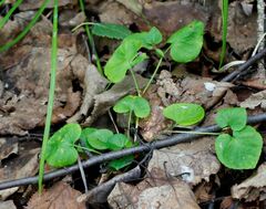 Viola sacchalinensis