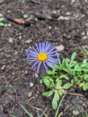 Erigeron speciosus
