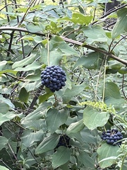 Smilax lasioneura