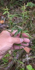 Lespedeza virginica