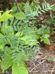 Astragalus neglectus