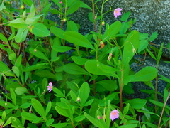 Talinum fruticosum
