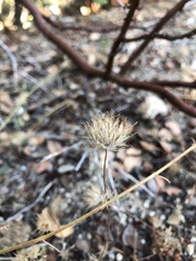 Leptosiphon ciliatus