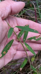 Lespedeza virginica