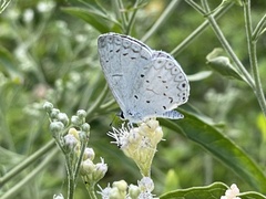Celastrina neglecta