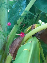 Ipomoea quamoclit