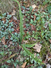 Asplenium platyneuron