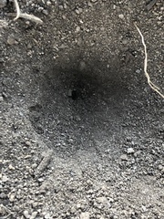 Insecta