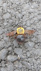 Xylocopa appendiculata circumvolans