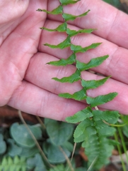 Asplenium platyneuron