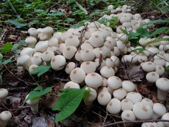Lycoperdon perlatum