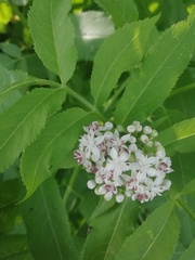 Sambucus ebulus