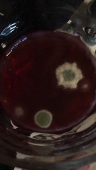 Penicillium