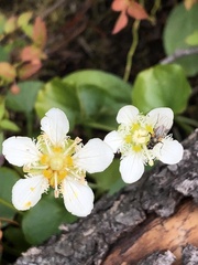 Parnassia fimbriata