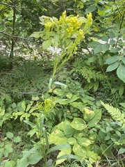Solidago uliginosa