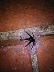 Segestria florentina