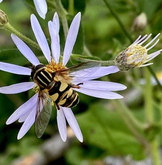 Helophilus fasciatus