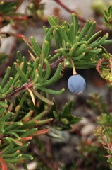 Berberis empetrifolia