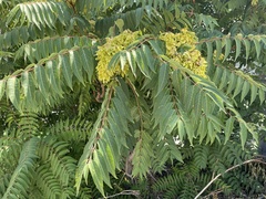 Ailanthus altissima