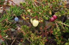Berberis empetrifolia