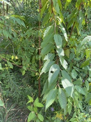 Prunus pensylvanica