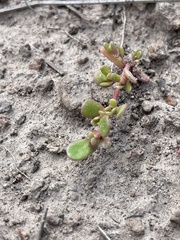 Caryophyllales