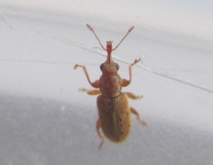 Rhinorhynchus rufulus