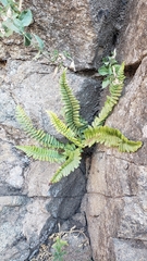 Polystichum