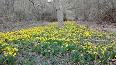 Narcissus