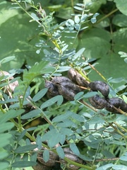 Astragalus neglectus